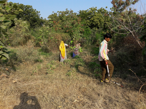 taming the jungle in the fig orchard 600